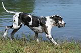 DOGUE ALLEMAND 066